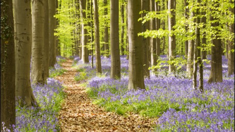 Prix mazout Brabant flamand