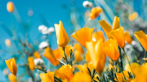 Is het de moeite om aan het einde van de winter mazout te bestellen?